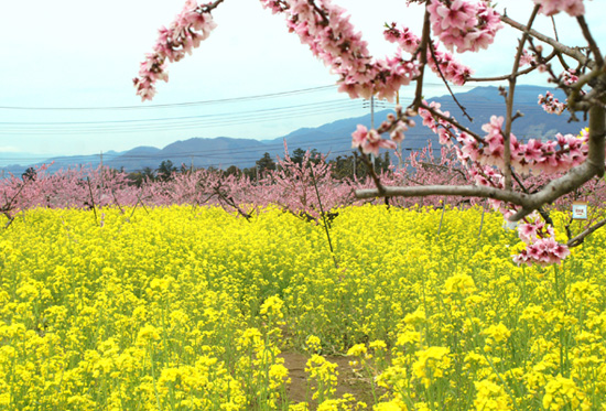 菜の花と桃のお花.jpg